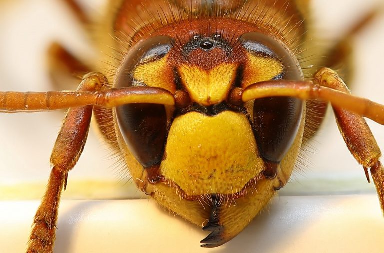 Un calabrone della varietà asiatica