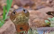Un cobra del Mozambico, molto ricercato nei terrari