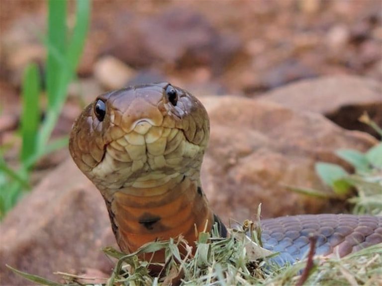 Un cobra del Mozambico, molto ricercato nei terrari