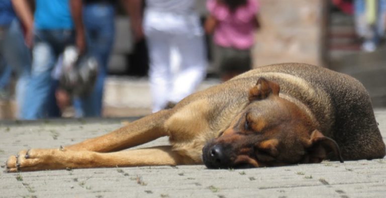 Ercolano cane ucciso