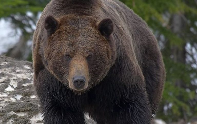 Un esemplare di grizzly