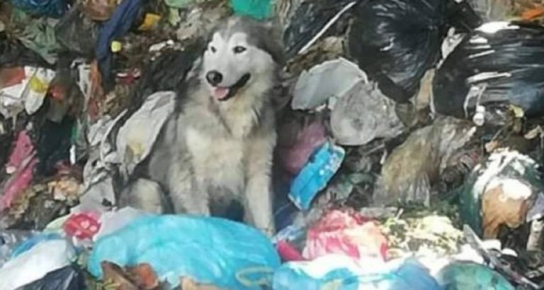 Husky