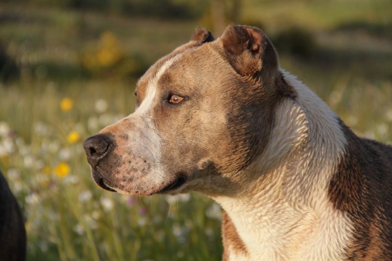 PItbull aggredisce bambina a Taranto