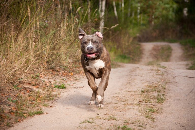 Pitbull aggredisce poliziotto nel carcere di Asti