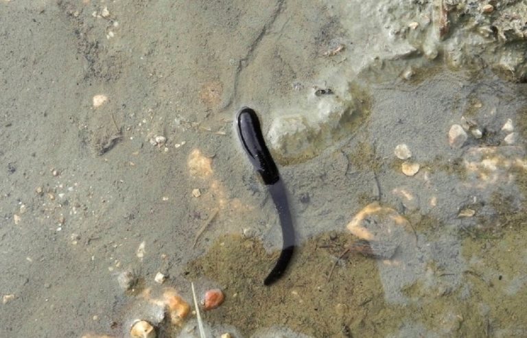 Una sanguisuga simile a quella trovata nel corpo della paziente