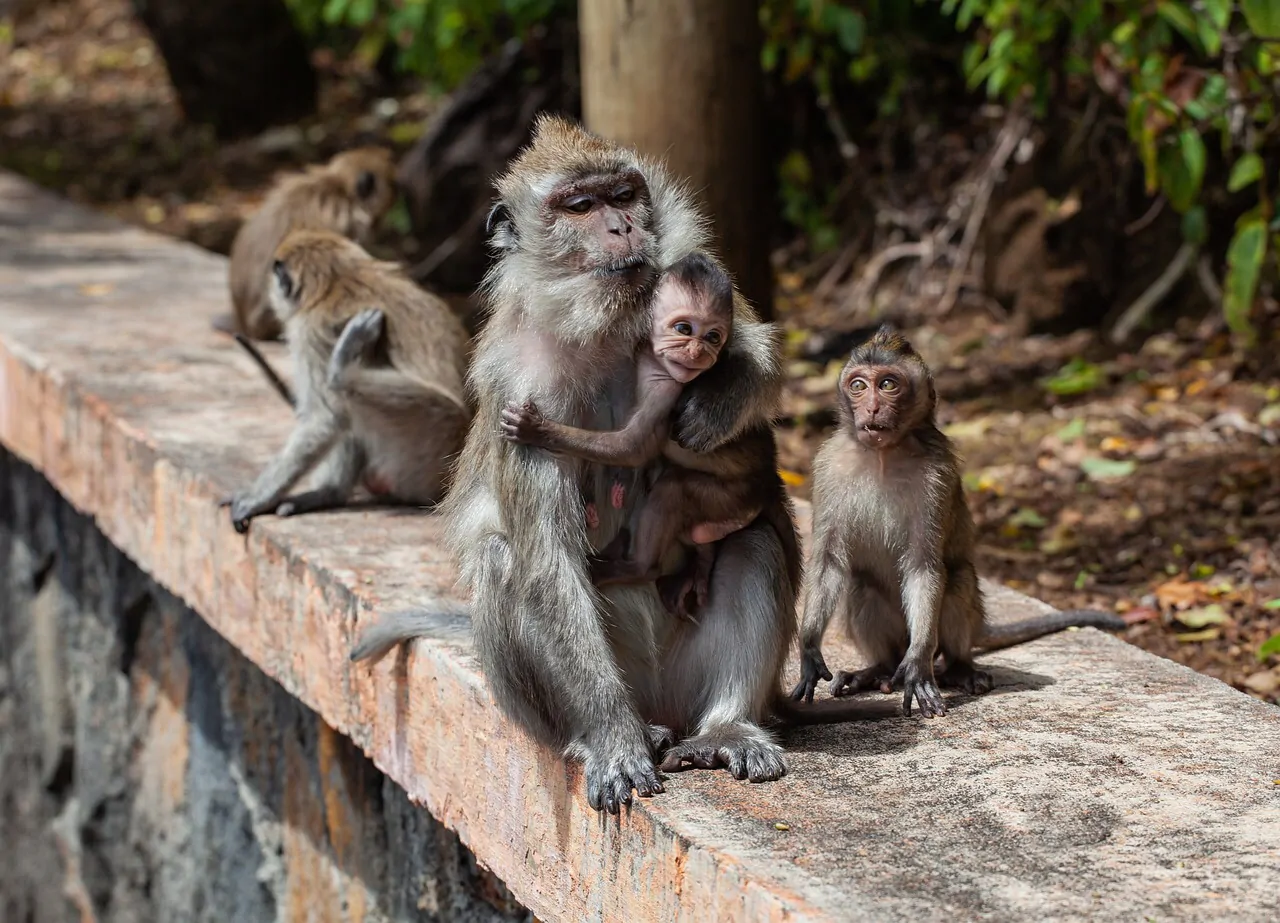 Scimmie morte o ferite in India