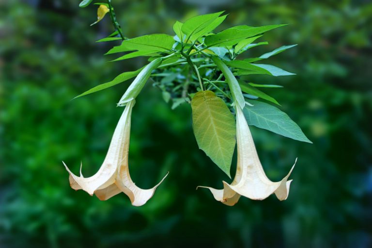 Tromba d'Angelo o Brugmansia
