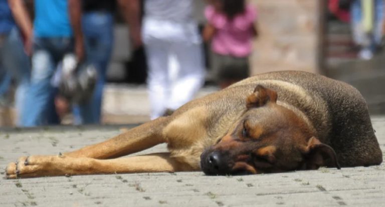 cane ingerisce droga
