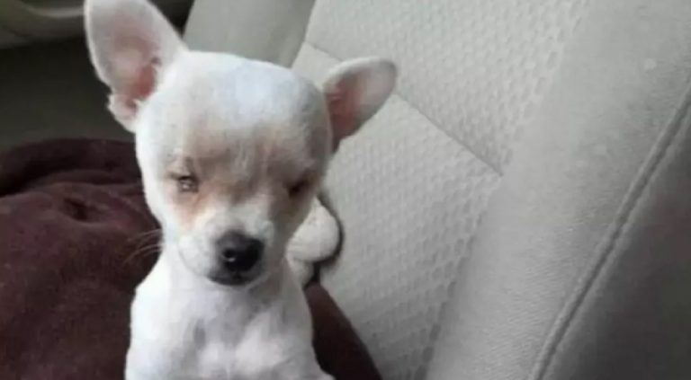 chihuahua senza occhi