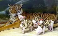 tigre adotta maialini