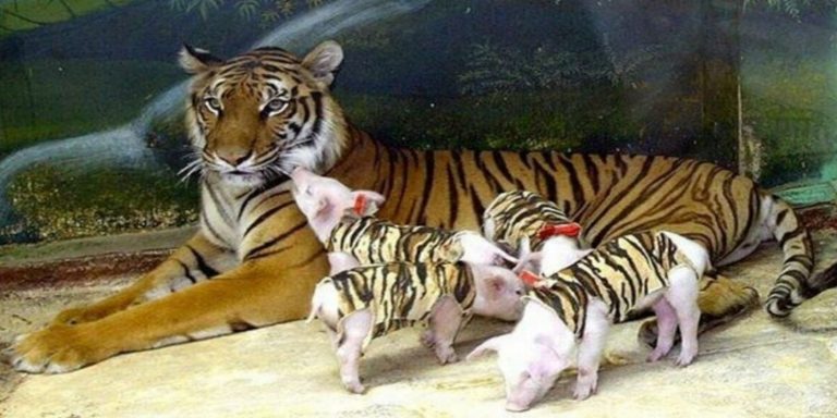 tigre adotta maialini