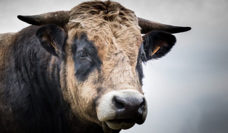 Allevatore incornato da toro