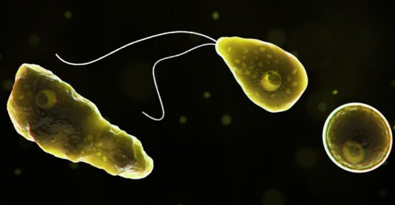 Ameba mangia-cervello