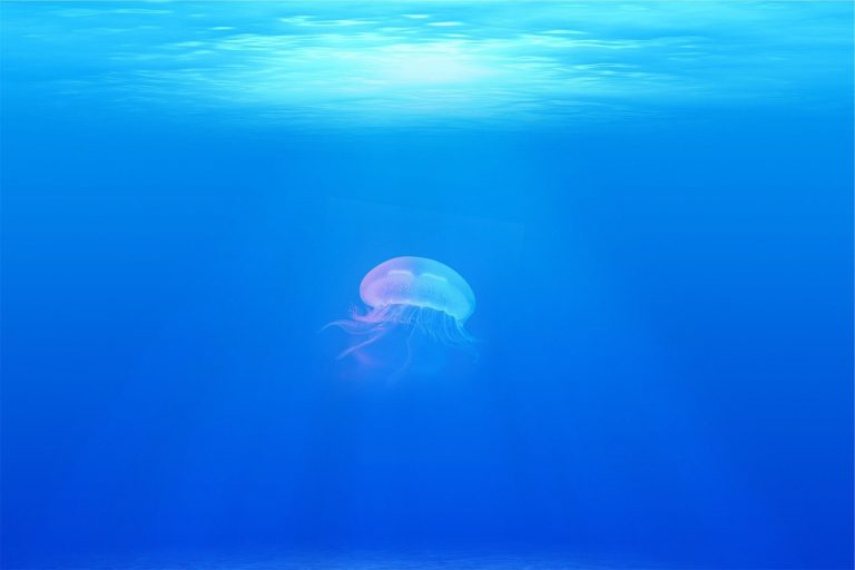 Bimbo punto da una medusa velenosa in Thailandia, morto