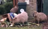 I capibara che bivaccano nell'immondizia