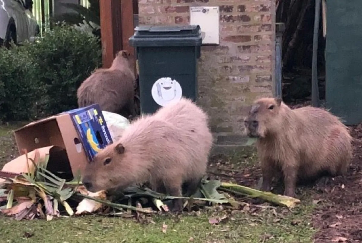 I capibara che bivaccano nell'immondizia