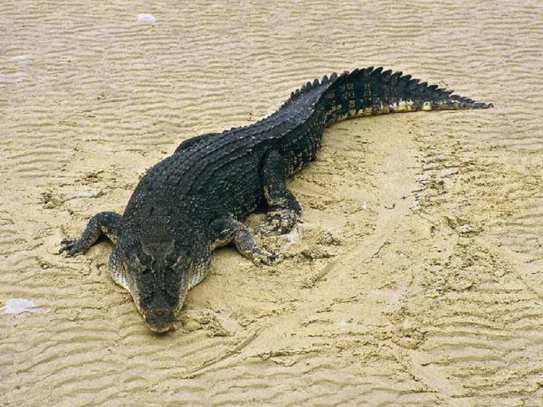 Un esemplare del temibile coccodrillo marino