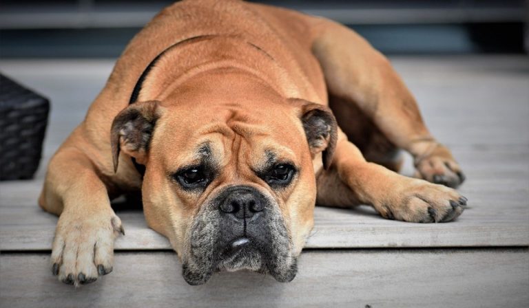 Foggia salvato cane