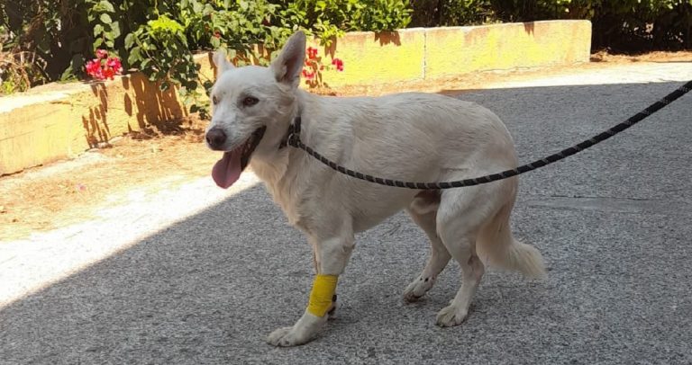 Paraflu, il cane investito in autostrada sta meglio