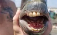 Pesce dai denti umani