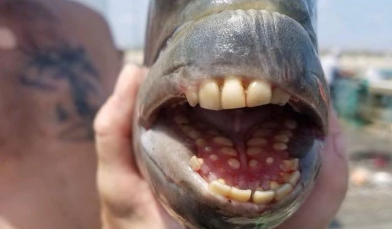 Pesce dai denti umani