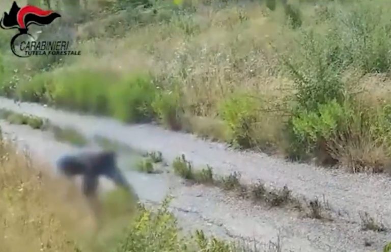 Piromane arrestato