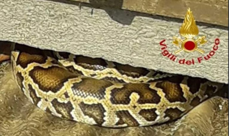 Pitone trovato su una tettoia a Biella