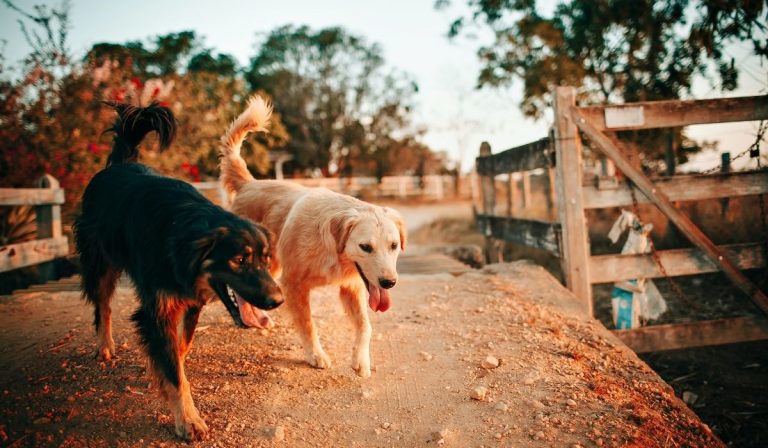 Ventenne uccisa da cani