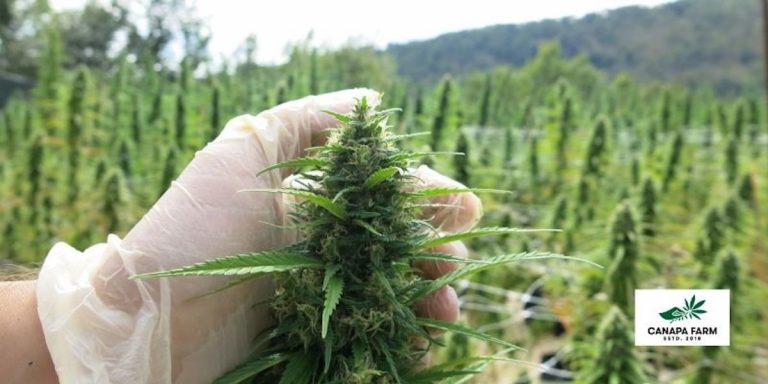 Marijuana-online