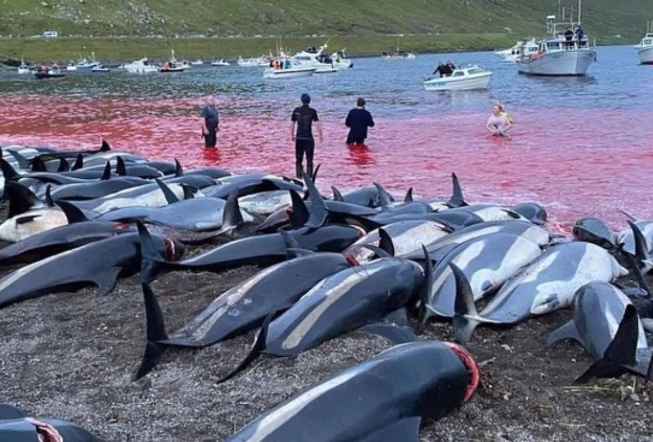 Balene uccise alle Isole Faroe