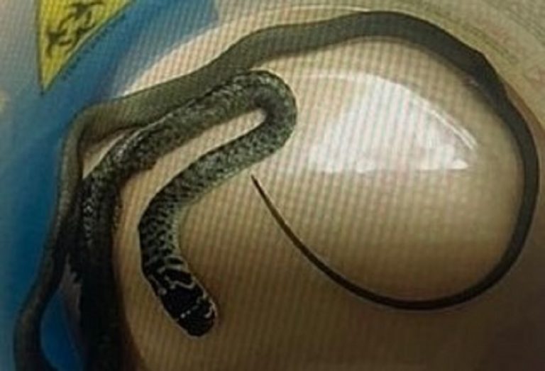 Una delle bisce individuate in reparto