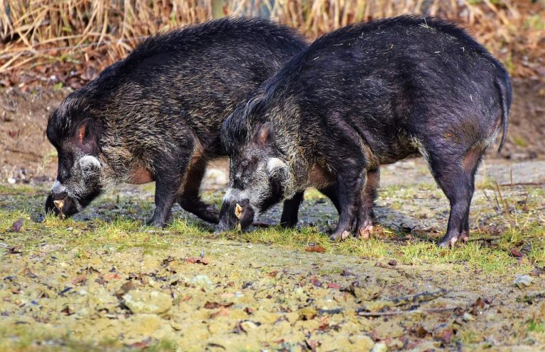 Cacciatore ucciso da un cinghiale