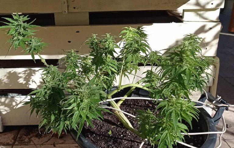 Il referendum sulla cannabis legale è a rischio