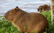 Capibara invadono Buenos Aires