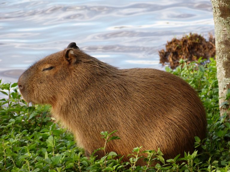 Capibara invadono Buenos Aires