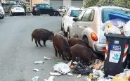 Cinghiali che grufolano fra i rifiuti di Roma