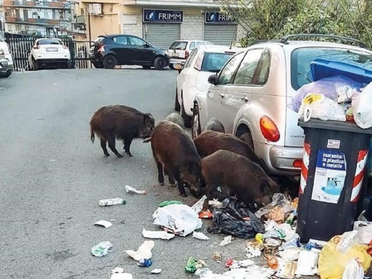 Cinghiali che grufolano fra i rifiuti di Roma
