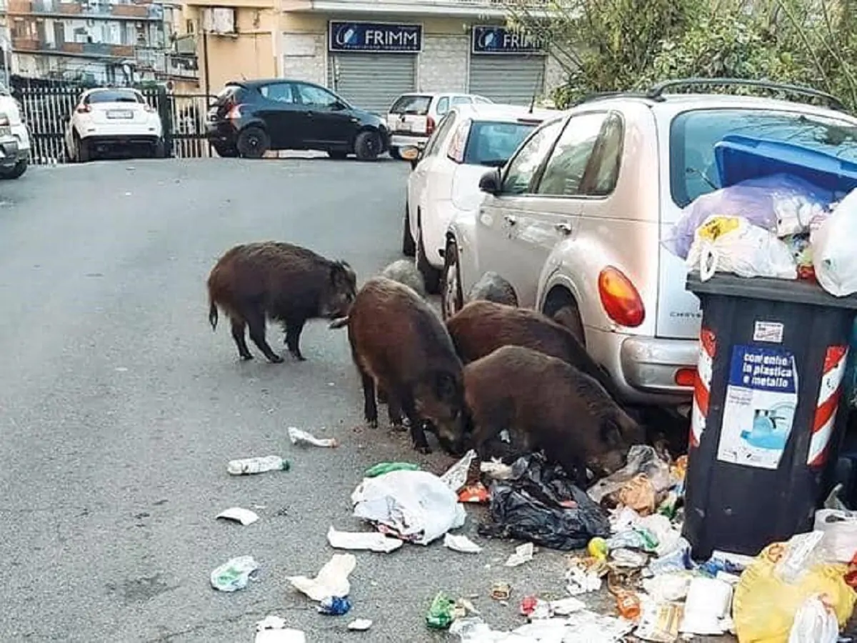 Cinghiali che grufolano fra i rifiuti di Roma