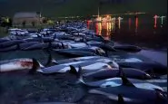 Delfini uccisi Faroe