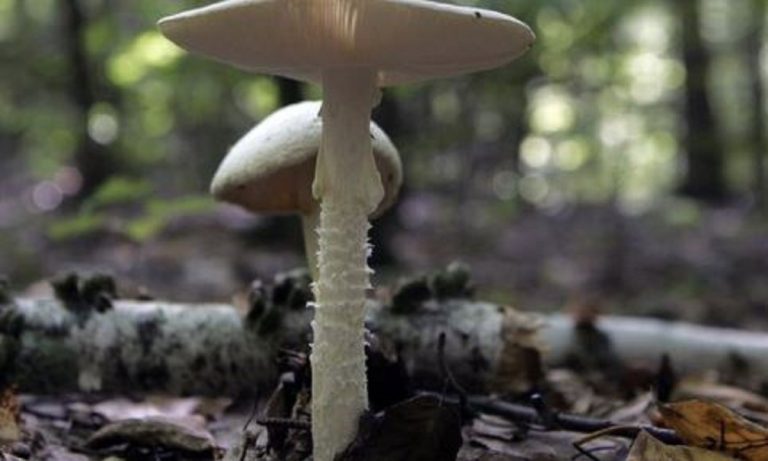 Fratelli afghani morti per funghi tossici