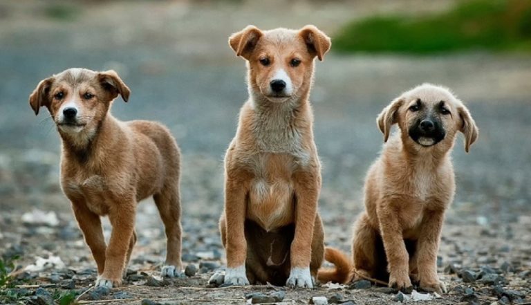 Gran Bretagna ladri cani