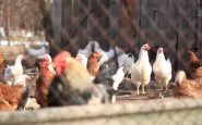 Incidente sull’A14, morte almeno 3mila galline
