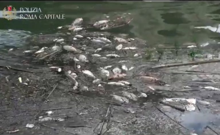 Moria di pesci nel Tevere a Roma