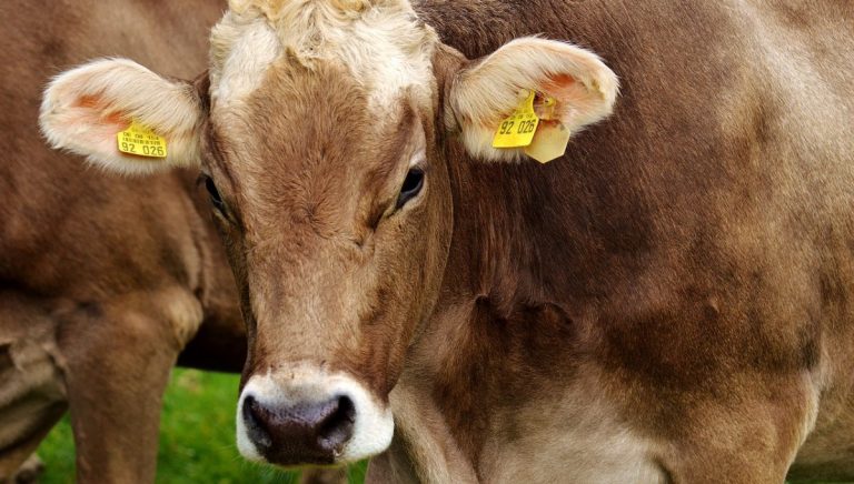 Mucca