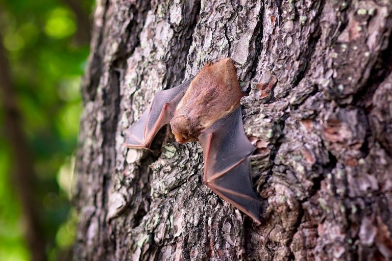 Nei pipistrelli del Laos virus simili al Covid: «Infettano gli umani». La scoperta dei ricercatori