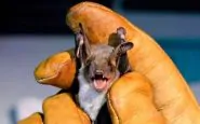 Il pipistrello può trasmettere il Nipah