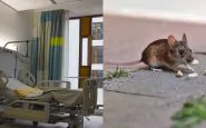 Topo in ospedale