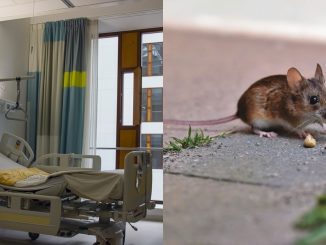 Topo in ospedale