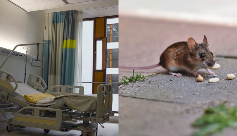 Topo in ospedale