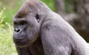 Ozzie, il gorilla positivo monitorato particolarmente perché anziano